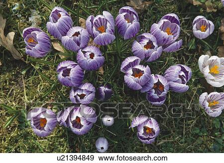 Stock Photo -  Bird's eye view of a clump of purple striped crocus.. Fotosearch
