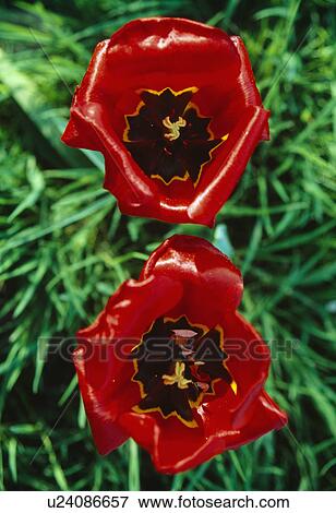Birds eye view of red tulips showing internal black and yellow markings View Large Photo Image Stock Photo - Birds eye view of red tulips showing internal black and yellow markings . Fotosearch