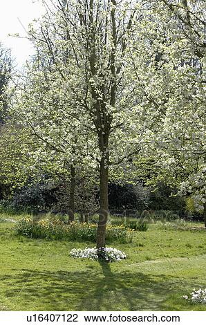 Blossom trees underplanted with anenomes and daffodils. View Large Photo Image Stock Image - Blossom trees underplanted with anenomes and daffodils.. Fotosearch
