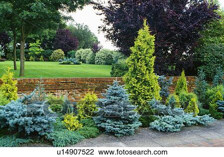 Blue and green conifers in shrub border in country garden View Large Photo Image Stock Image - Blue and green conifers in shrub border in country garden. Fotosearch