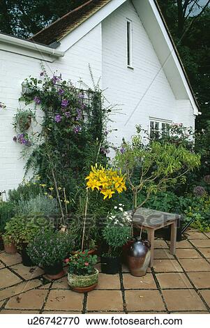Blue clematis on white cottage with shrubs and yellow lilies in pots on paving View Large Photo Image Stock Image - Blue clematis on white cottage with shrubs and yellow lilies in pots on paving. Fotosearch