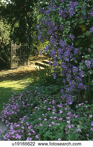 Stock Image - Blue clematis underplanted with pink geraniums in summer country garden. Fotosearch