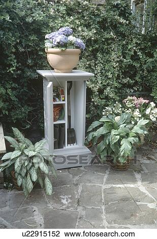 Blue hydrangea on grey storage cupbaord in paved town garden with green plants in pots View Large Photo Image Stock Image - Blue hydrangea on grey storage cupbaord in paved town garden with green plants in pots. Fotosearch