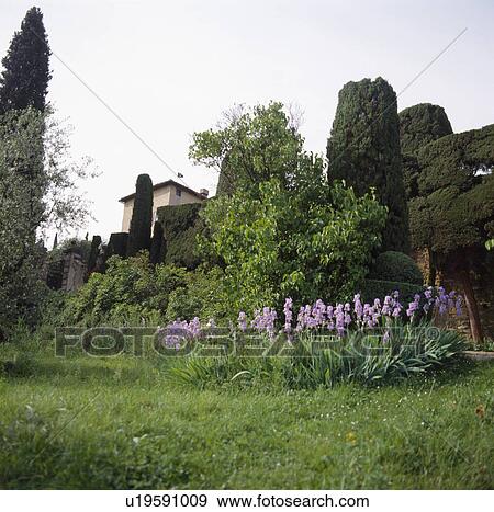 Blue iris growing in unmown lawn in large Italian country garden View Large Photo Image Stock Photo - Blue iris growing in unmown lawn in large Italian country garden. Fotosearch