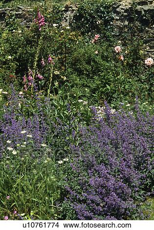 Blue nepeta growing in country garden border in summer View Large Photo Image Picture - Blue nepeta growing in country garden border in summer. Fotosearch