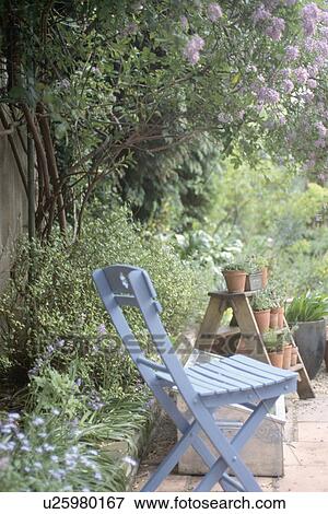 Stock Photo - Blue wooden chair below purple lilac in country garden. Fotosearch