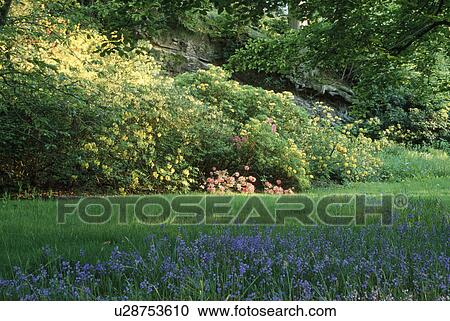 Bluebells in large wild country garden View Large Photo Image Stock Image - Bluebells in large wild country garden . Fotosearch