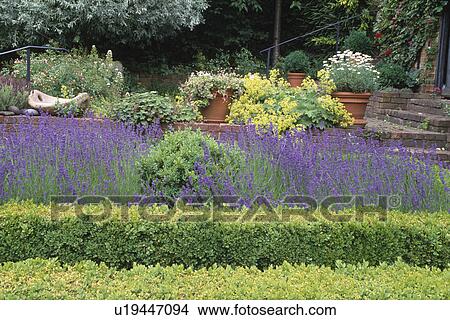 Box beds of lavender with lady'smantle and pots of marguerites. View Large Photo Image Picture - Box beds of lavender with lady'smantle and pots of marguerites.. Fotosearch