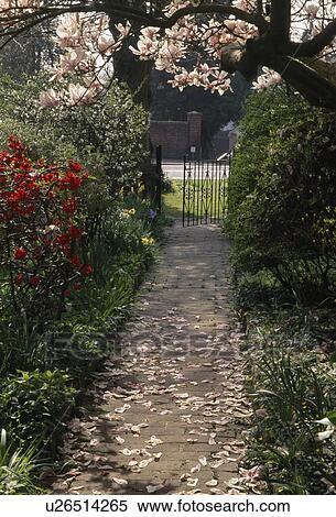 Stock Photography -  Brich path in a front garden leading to an iron gate and overhung with a magnolia shedding petals . Fotosearch