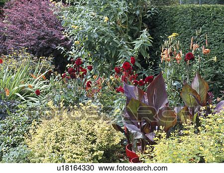 Stock Image - Canna lilies in pots in summer garden border with red dahlias. Fotosearch