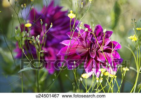 Stock Photo - Carmine dahlia plant portrait.. Fotosearch