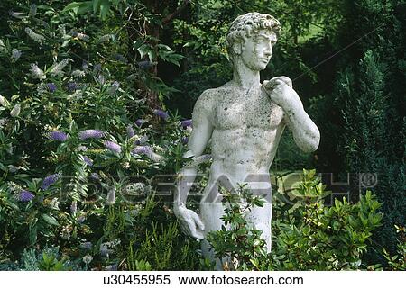 Classical statue beside blue Hebe shrub View Large Photo Image Stock Photography - Classical statue beside blue Hebe shrub. Fotosearch