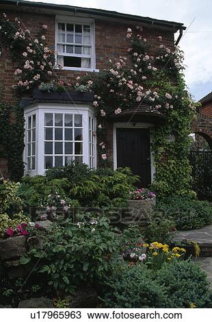 Stock Image -  Climbing hydrangea and pink rose on the front of a brick villa.. Fotosearch