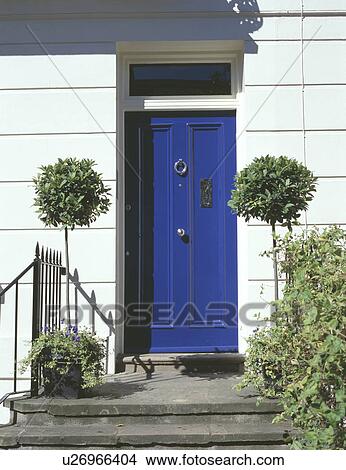Clipped bay trees on either side of blue front door of Victorian house View Large Photo Image Picture - Clipped bay trees on either side of blue front door of Victorian house. Fotosearch