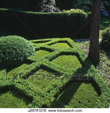 Clipped box parterre bed in formal garden View Large Photo Image Stock Photograph - Clipped box parterre bed in formal garden. Fotosearch