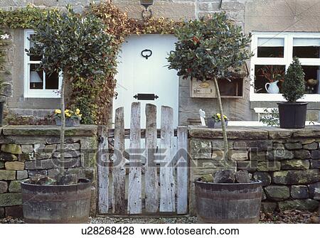 Clipped holly trees in wooden barrels on either side of rustic wooden gate in front of stone cottage with white front door View Large Photo Image Stock Photo - Clipped holly trees in wooden barrels on either side of rustic wooden gate in front of stone cottage with white front door. Fotosearch