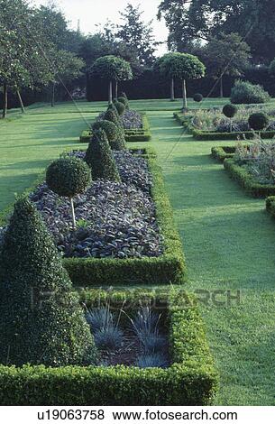Stock Photo - Clipped lollipop trees and conical topiary in formal knot garden edged with clipped box in large country garden. Fotosearch