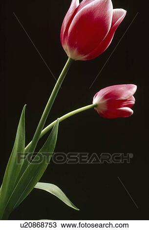 Stock Image -  Close up a pink tulip with paler edges to the petals against a black background. Fotosearch