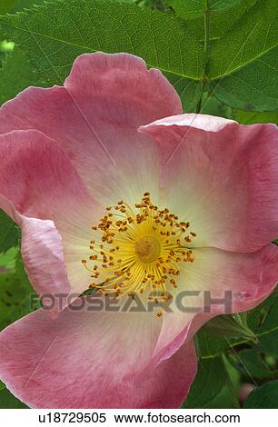 Close up a single galllica rose. View Large Photo Image Stock Photography - Close up a single galllica rose.. Fotosearch