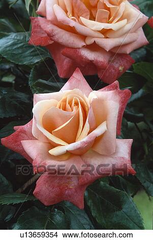 Close up of a bicoloured large flowered rose. View Large Photo Image Picture - Close up of a bicoloured large flowered rose.. Fotosearch