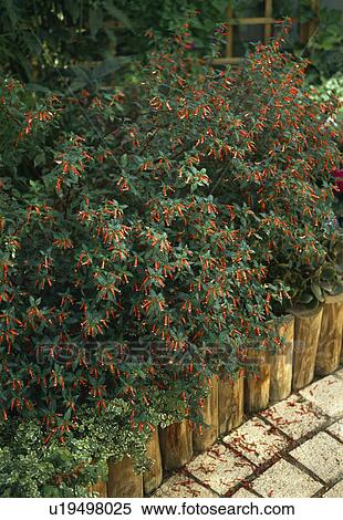 Close up of a bush of cuphea. View Large Photo Image Stock Photography - Close up of a bush of cuphea.. Fotosearch