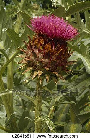 Close up of a cardoon flower. View Large Photo Image Stock Image - Close up of a cardoon flower.. Fotosearch