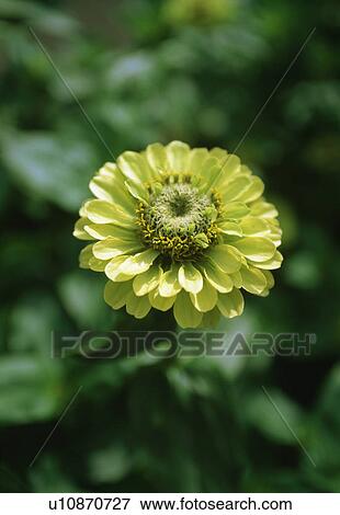 Close up of a charteuse -green flower of the zinnia 'Envy'. View Large Photo Image Stock Photo - Close up of a charteuse -green flower of the zinnia 'Envy'.. Fotosearch