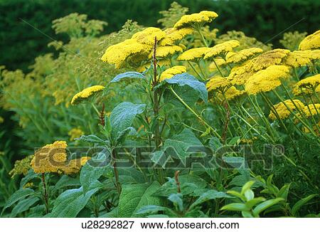 Stock Photo - Close up of a clump of achillea. Fotosearch