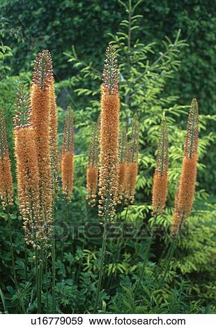 Stock Photo -  Close up of a clump of orange fox-tailed lilies.. Fotosearch