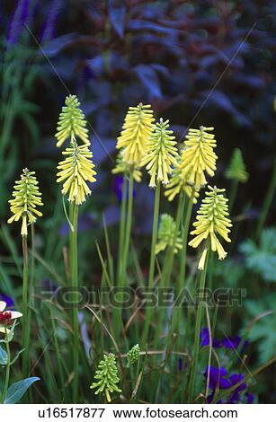 Stock Photo -  Close up of a clump of yellow red hot poker.. Fotosearch