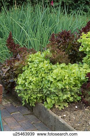 Stock Photo -  Close up of a corner of a vegetable bed with oinions and a variety of lettuce. &#10;. Fotosearch
