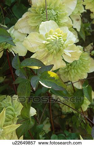 Stock Photo -  Close up of a double cream clematis.. Fotosearch