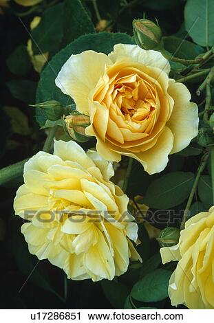 Close up of a double yellow rose. View Large Photo Image Stock Image - Close up of a double yellow rose. . Fotosearch