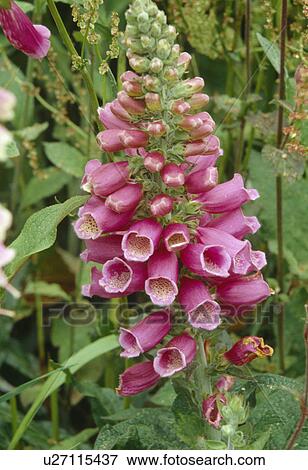 Close up of a dumpy pink foxglove. View Large Photo Image Stock Photo - Close up of a dumpy pink foxglove.. Fotosearch
