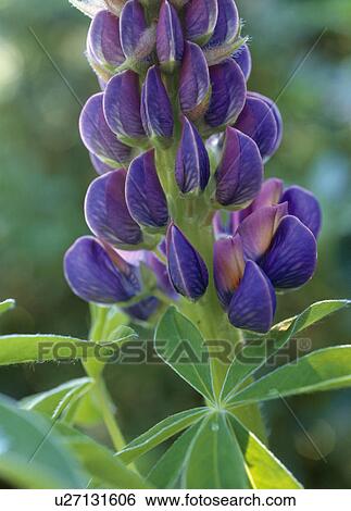 Stock Photograph - Close up of a flower spike of a blue lupin.. Fotosearch