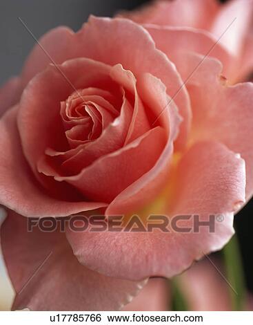 Stock Photograph -  Close up of a fully doulbe larrge flowered rose.. Fotosearch