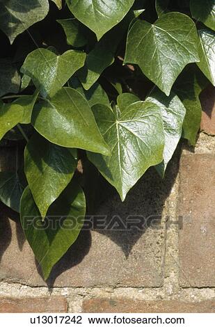 Close up of a glossy green ivy on a brick wall. View Large Photo Image Stock Image - Close up of a glossy green ivy on a brick wall.. Fotosearch