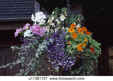 Close up of a hanging basket of annuals nasturtium, lobelia, begonia, and petunias. View Large Photo Image Stock Photo - Close up of a hanging basket of annuals nasturtium, lobelia, begonia, and petunias.. Fotosearch