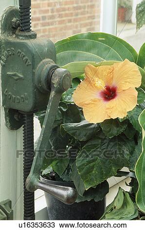Close up of a hibicsus by an old pump. View Large Photo Image Stock Image - Close up of a hibicsus by an old pump.. Fotosearch