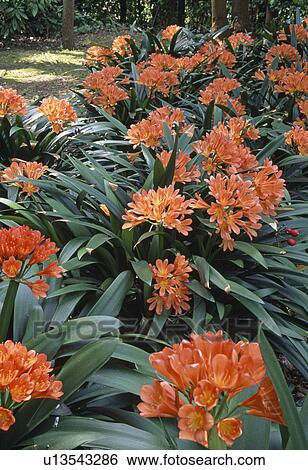 Stock Photograph - Close up of a large clump of orange clivia giving a rich tropical feel . Fotosearch