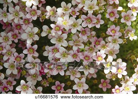 Close up of a mat forming pink saxifrage
 View Large Photo Image Stock Photograph -  Close up of a mat forming pink saxifrage
. Fotosearch