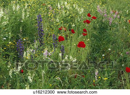 Close up of a meadow sown with annual wild flowers including field poppies. and buttercups. View Large Photo Image Stock Image - Close up of a meadow sown with annual wild flowers including field poppies. and buttercups.. Fotosearch