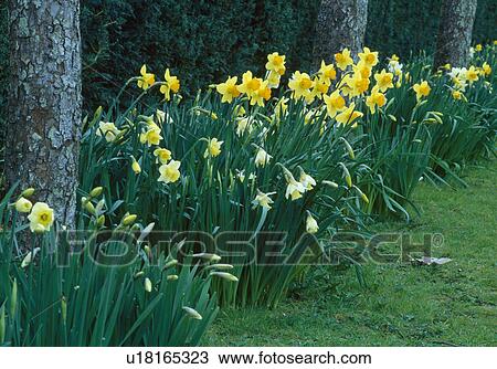 Close up of a narrow border of daffodills under an avanue of birch trees View Large Photo Image Stock Image - Close up of a narrow border of daffodills under an avanue of birch trees . Fotosearch