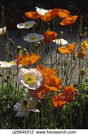 CLOSE UP OF A PATCH OF ICELANDY POPPIES View Large Photo Image Stock Image - CLOSE UP OF A PATCH OF ICELANDY POPPIES . Fotosearch