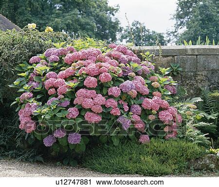 Stock Image - Close up of a pink mophead hydrangea between a gravel path and a stone wall.. Fotosearch