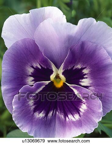 Close up of a purplish -blue pansy with black and white face and yellow eye. View Large Photo Image Stock Photo -  Close up of a purplish -blue pansy with black and white face and yellow eye.. Fotosearch