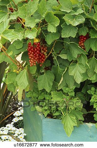 Stock Photo - Close up of a redcurrent bush in a wooden tub.. Fotosearch