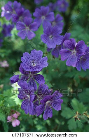 Close up of a rich blue-purple geranium. View Large Photo Image Stock Image - Close up of a rich blue-purple geranium.. Fotosearch