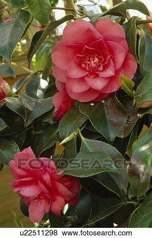 Close up of a rose pink semi double camellia. View Large Photo Image Stock Photo - Close up of a rose pink semi double camellia.. Fotosearch