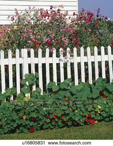 Close up of a section of a cottage front garden wiith sweetpeas on a picket fence. View Large Photo Image Stock Image - Close up of a section of a cottage front garden wiith sweetpeas on a picket fence.. Fotosearch